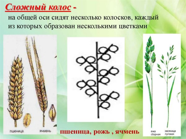 Соцветие пшеницы