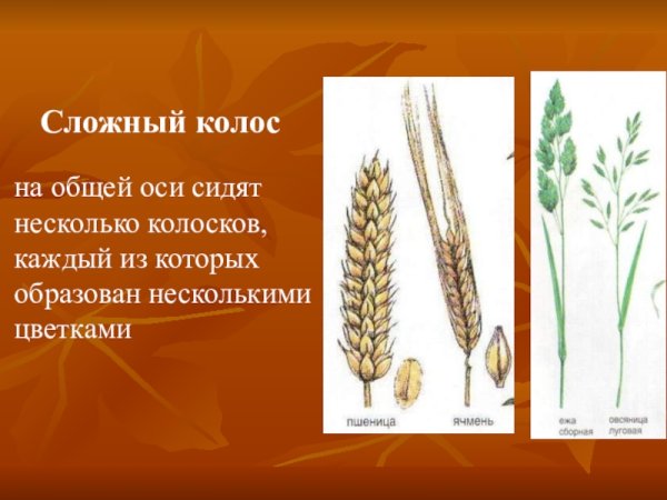 Сложный Колос