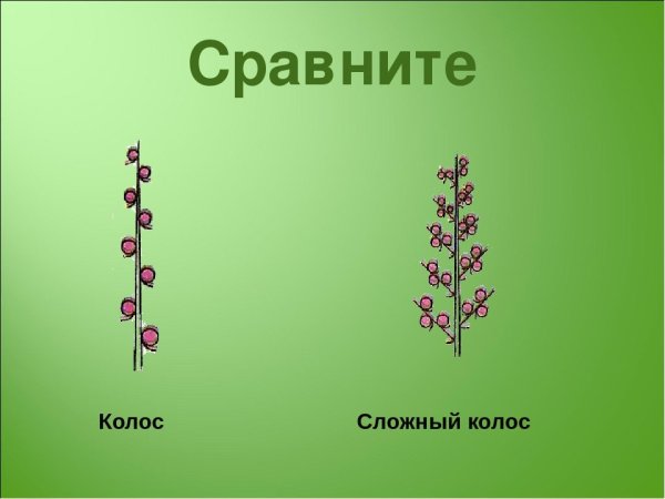 Сложный Колос биология