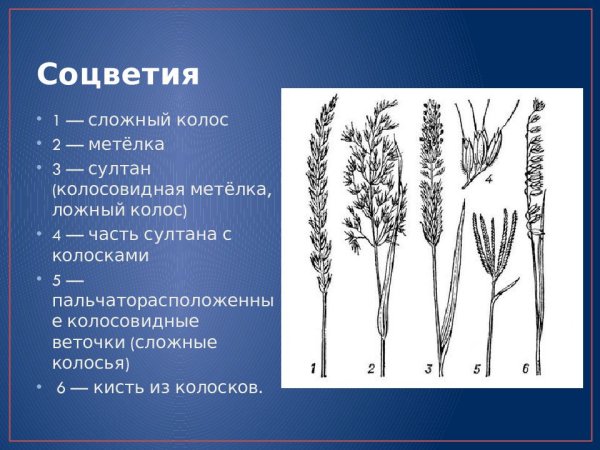 Соцветия Колос метелка Султан