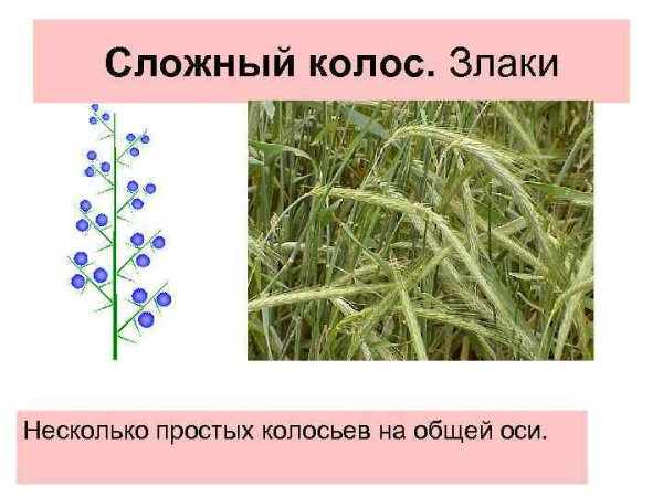 Сложный Колос