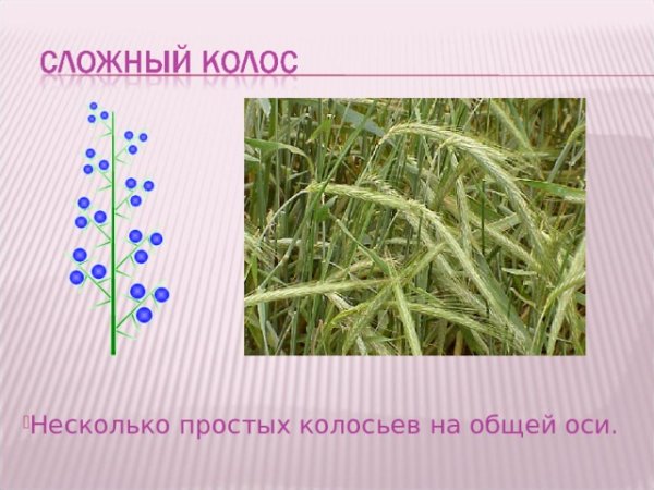Соцветие сложный Колос характерно для