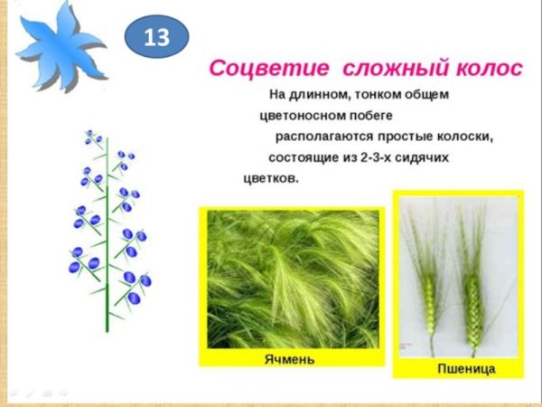 Цветы с соцветием сложный Колос