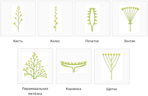 Соцветие сложный Колос метелка початок