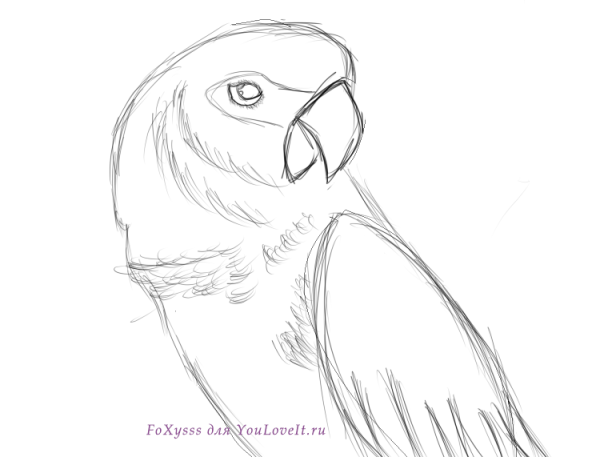 Попугай для срисовки