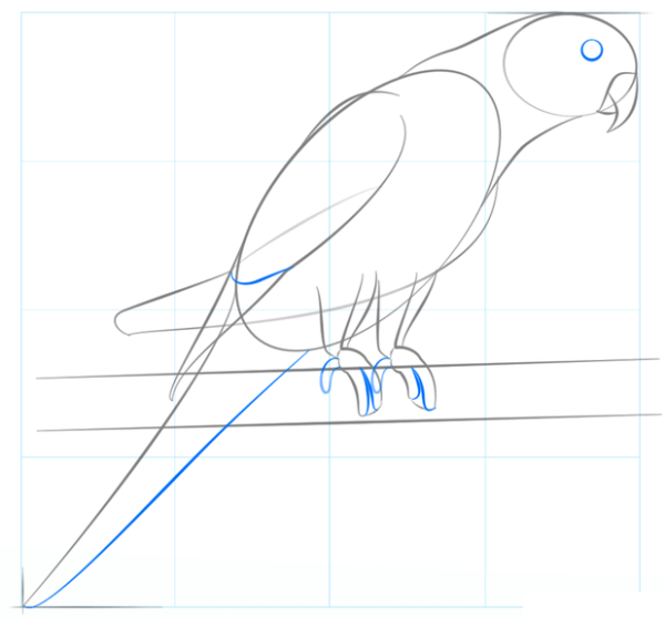 Попугай карандашом для начинающих