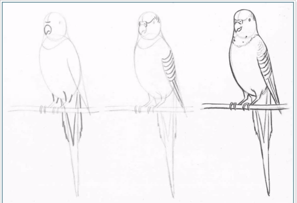 Как рисовать попугая
