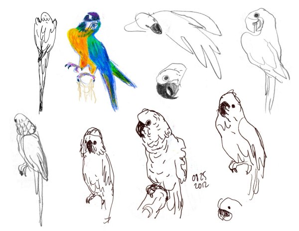 Туториалы по рисованию попугаев