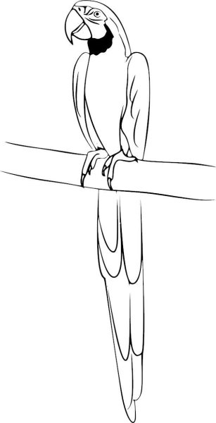Попугай рисунок карандашом