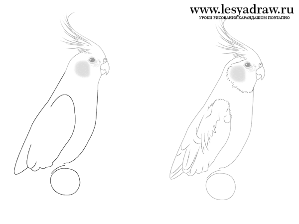 Попугай корелла поэтапно