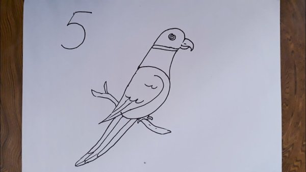 Попугай рисунок для детей карандашом