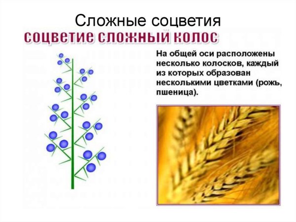 Тип соцветия сложный Колос