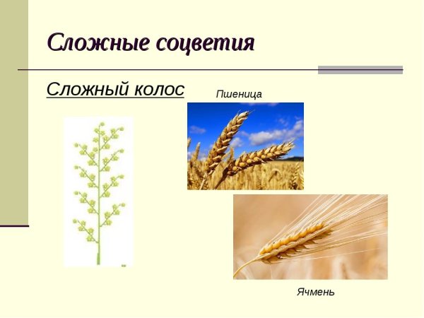 Строение соцветия сложный Колос