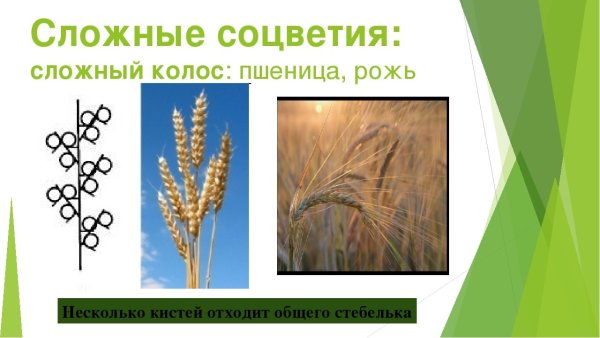 Представители соцветия сложный Колос