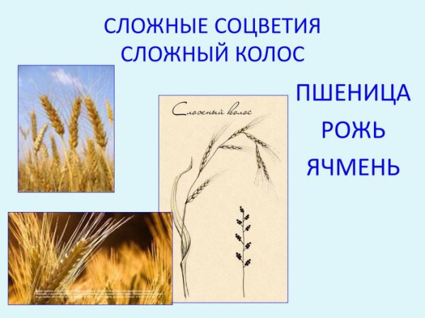 Представители соцветия сложный Колос