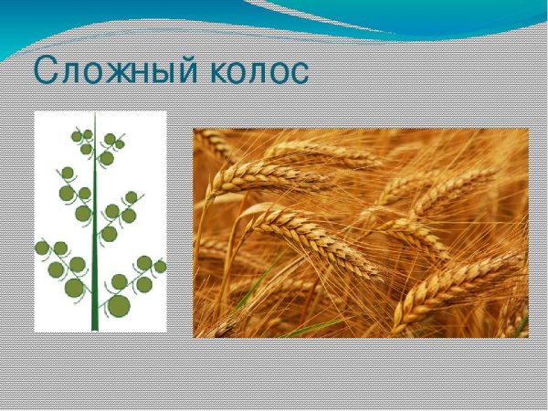 Сложные соцветия сложный Колос