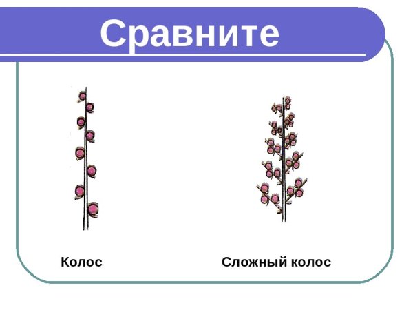 Соцветие пшеницы сложный Колос