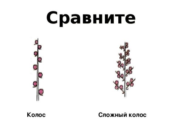 Соцветие метелка злаковые