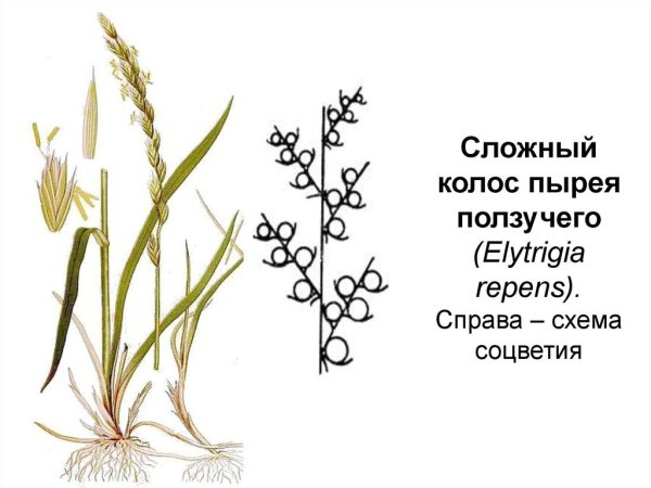 Колос, сложный Колос, Султан (ложный Колос), метелка.