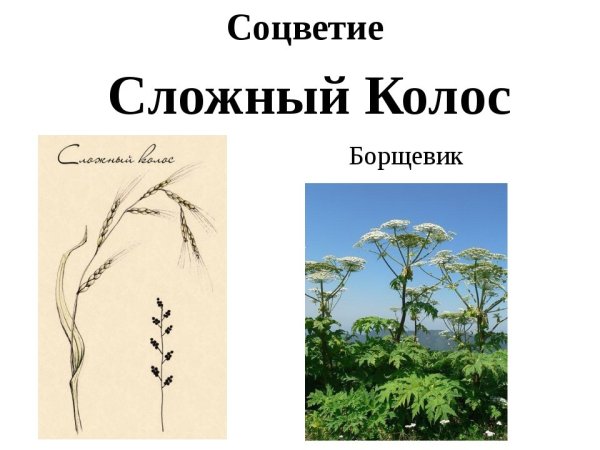 Соцветие сложный Колос схема