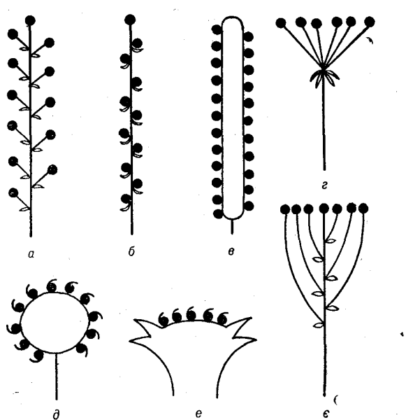 Соцветие сложная метелка