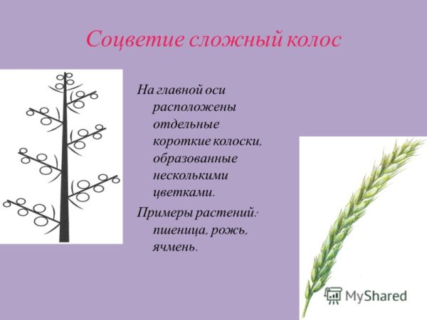 Сложный Колос биология