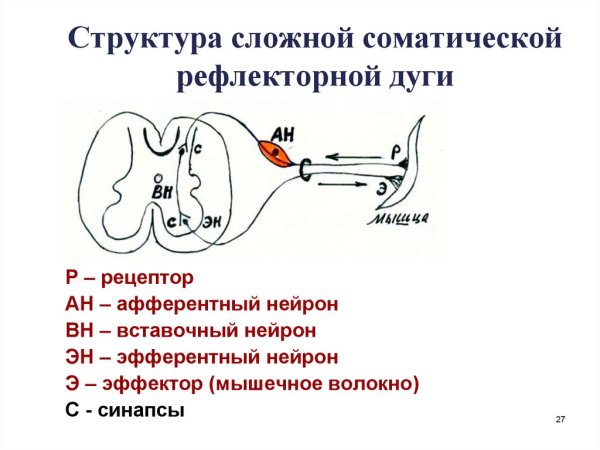 Сложная рефлекторная дуга анатомия