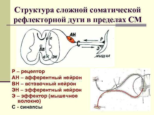 Схему простейшей рефлекторной дуги соматического рефлекса