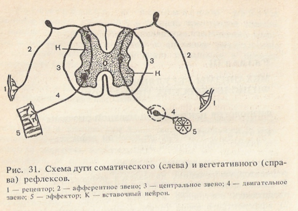 Структура рефлекторной дуги рисунок