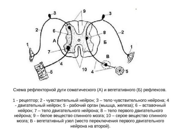Простая и сложная рефлекторная дуга
