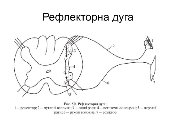Сложная рефлекторная дуга схема