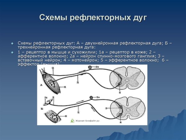 Строение соматической рефлекторной дуги