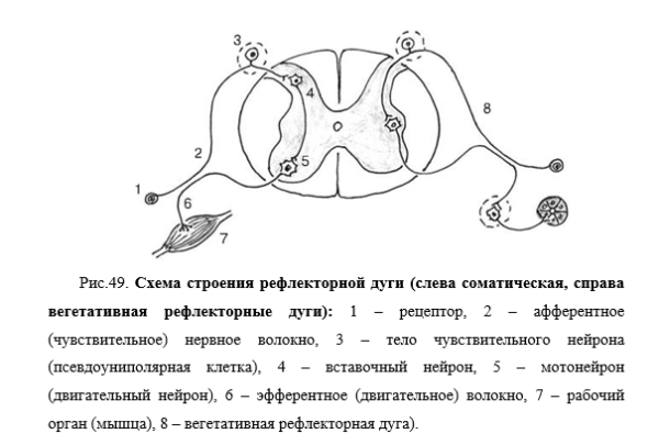 Структура и функции рефлекторной дуги