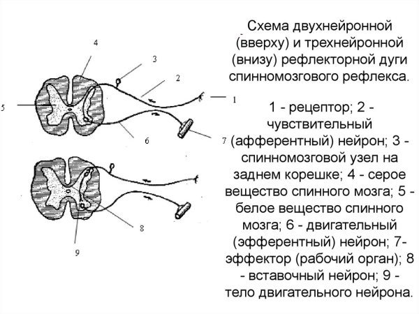 2 Нейронная рефлекторная дуга