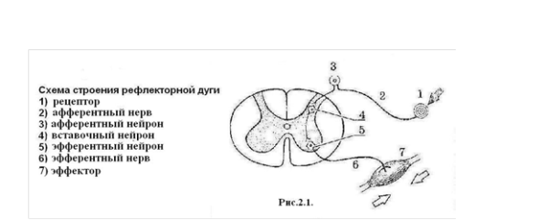 Схема рефлекторной дуги вегетативного рефлекса