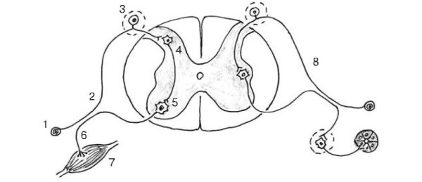 Схема двухнейронной и трехнейронной рефлекторной дуги