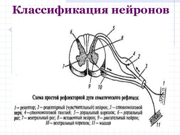 Соматическая рефлекторная дуга мотонейрон