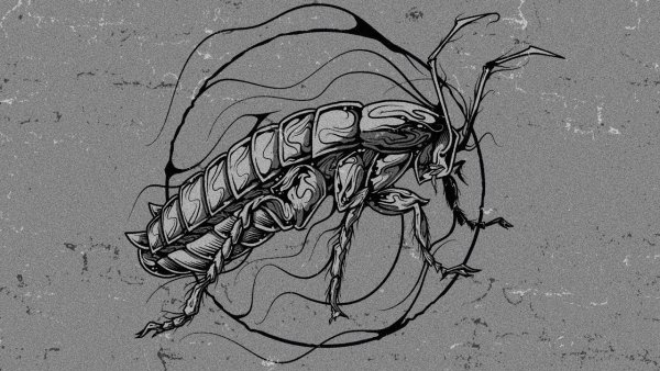 Таракан эскиз