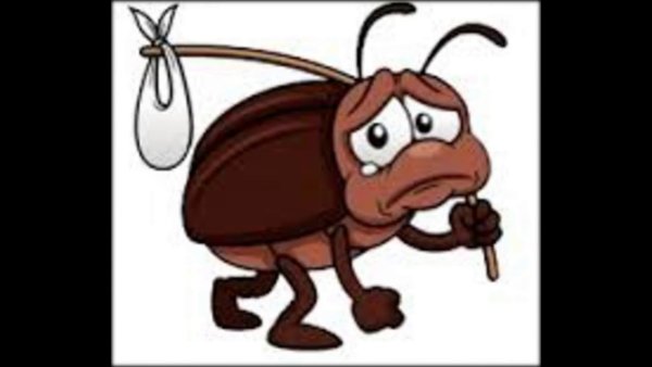 Корсун тараканы