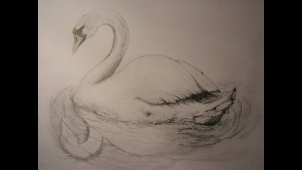 Лебедь набросок
