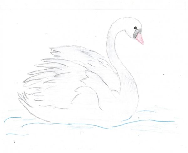 Рисунок лебедя для детей 3 класса