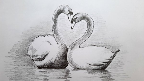Парные лебеди рисунок