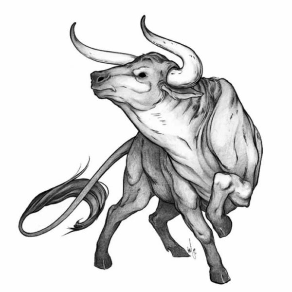 Бык Телец Taurus