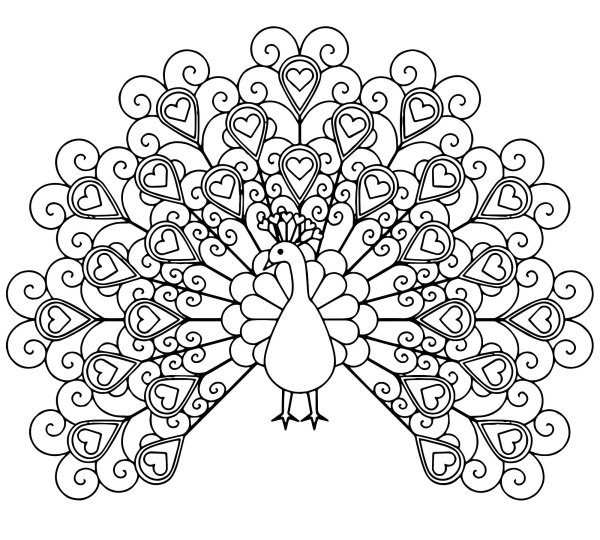 Павлин. Раскраска