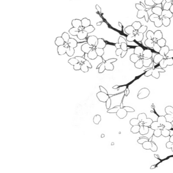 Сакура рисунок красками