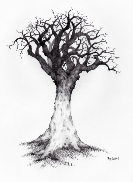 Дерево дуб эскиз