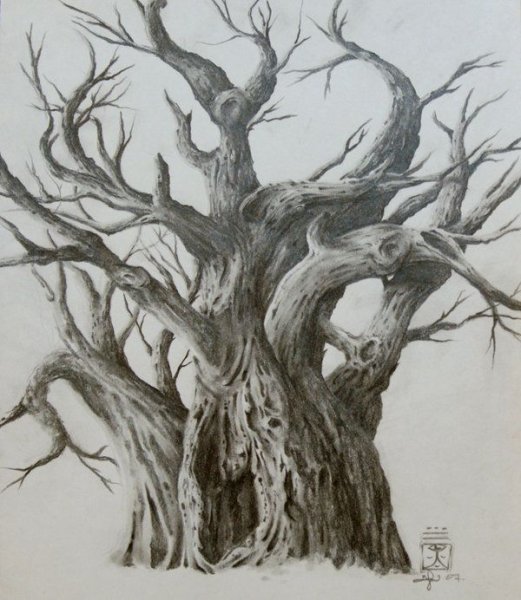 Графика дуб карандашом