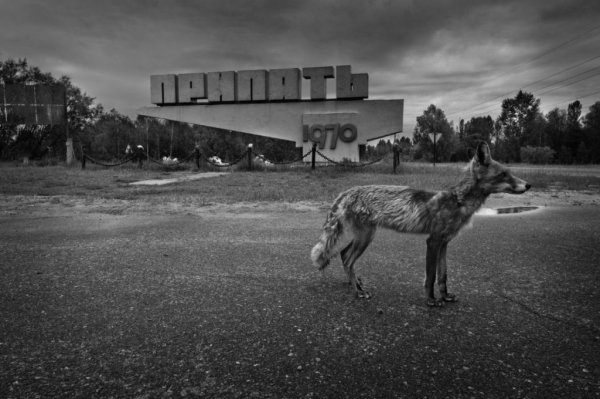 Сталкер псевдособака арт