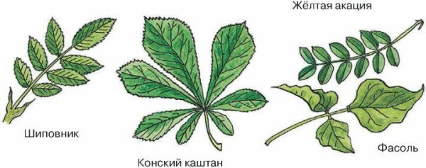 Тип листорасположения у шиповника