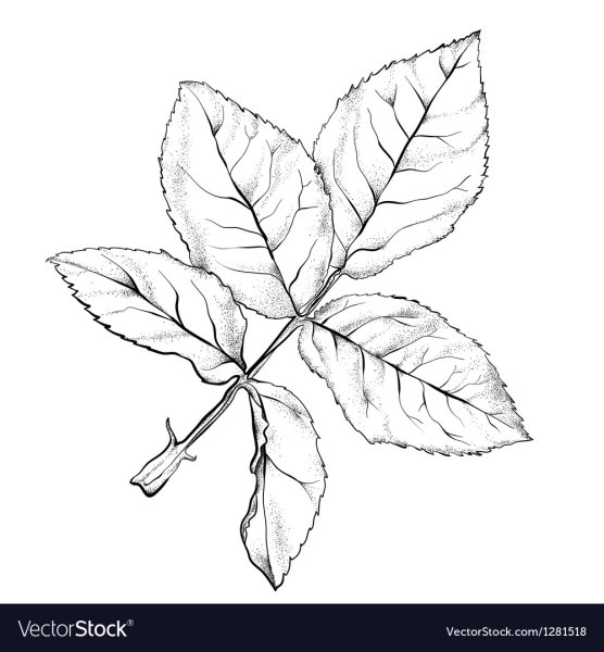 Листья розы карандашом